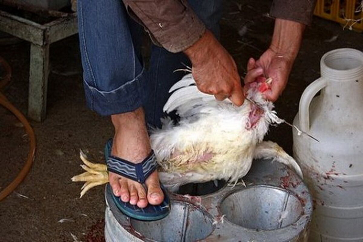 مرغ
