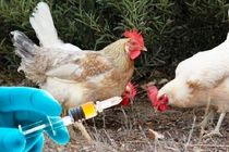 واکسیناسیون بیش از  9 هزار قطعه طیور علیه نیوکاسل در استان اصفهان