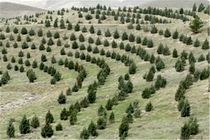 طرح توسعه 50هزار هکتار جنگل کاری کمربند سبز پیرامون شهر تهران سال آینده تکمیل می‌شود