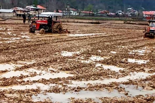 شخم و شیار زمستانه بیش از 3100 هکتار از اراضی شالیزاری نور