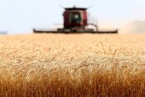 اجرای طرح پایداری تولید در دیم زار‌های چهارمحال و بختیاری