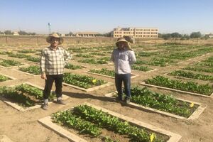 تلاش در معرفی ارقام جدید چغندرقند توسط مرکز تحقیقات، آموزش و ترویج کشاورزی استان همدان