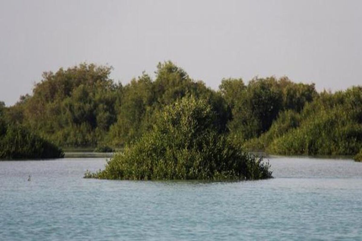 جنگل حرا - هرمزگان