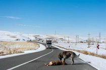 هشدار محیط‌ زیست فارس؛ با سرد شدن هوا مراقب جان حیوانات در جاده‌ها باشید