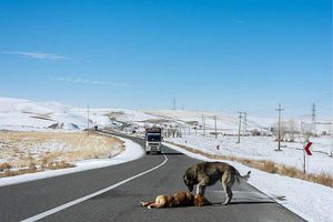 هشدار محیط‌ زیست فارس؛ با سرد شدن هوا مراقب جان حیوانات در جاده‌ها باشید