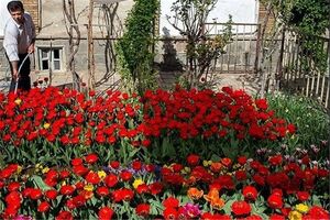 پرداخت تسهیلات ۵۰ میلیارد ریالی برای تولید گل‎های آپارتمانی ‌در ‌ گلستان