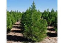 ۱۰۰۰ اصله درخت در خیابان های مهریز کاشته شد
