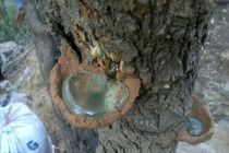 کشف ۶۰۰ لیتر سقز کوهی در شهرستان الیگودرز