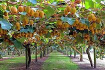 صادرات 2600 تنی کیوی از نوشهر به خارج از کشور/ افزایش 36 درصدی