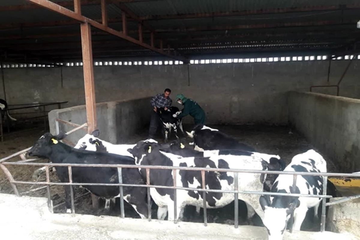 واکسیناسیون دام