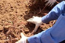 برداشت روناس در خور و بیابانک آغاز شد