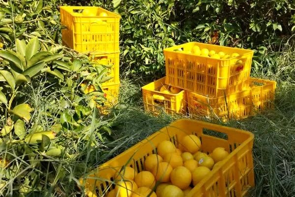 تولید بالغ بر یک میلیون تن مرکبات در فارس