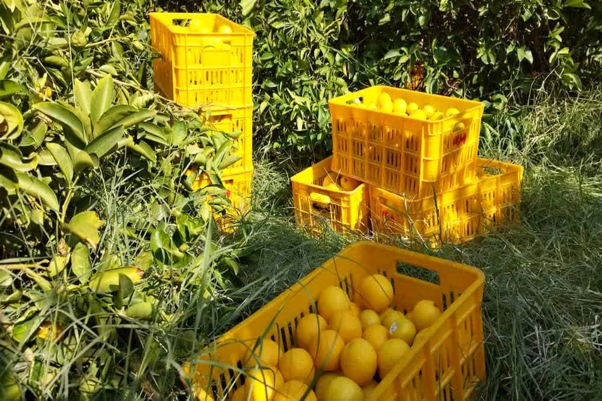 مرکبات 