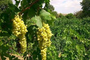 صادرات انگور از خراسان رضوی به چند کشور آسیایی