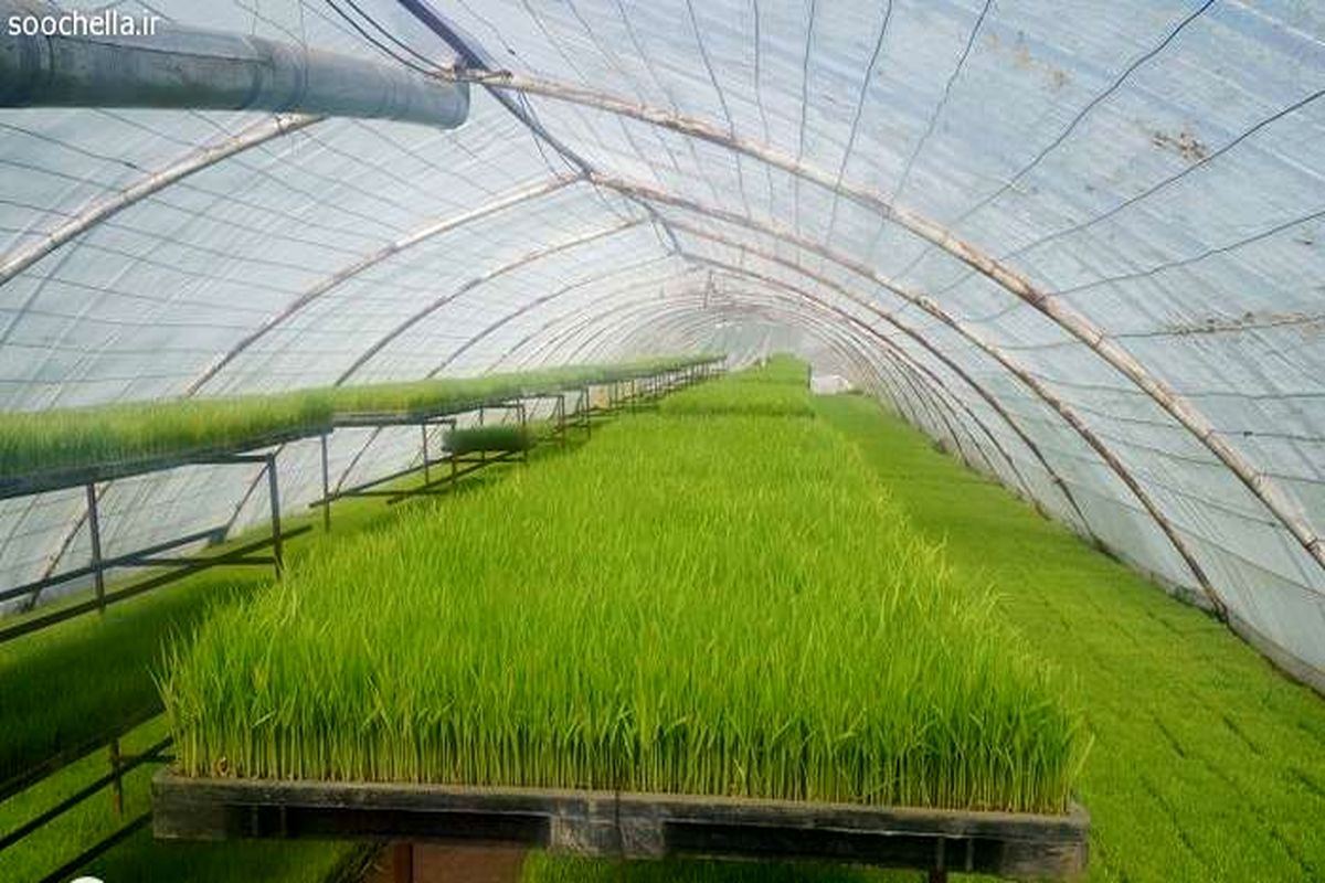 خزانه برنج مازندران