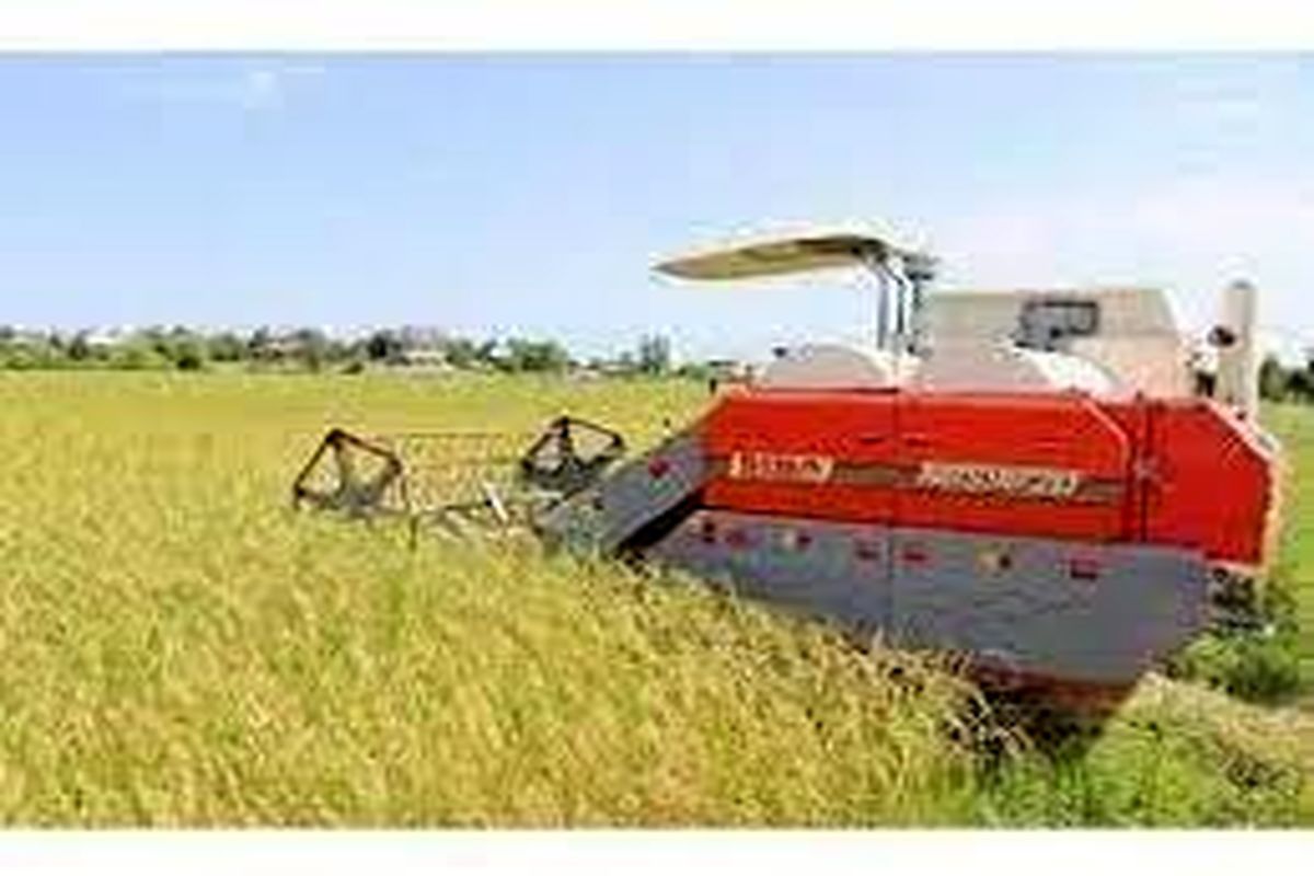 برداشت برنج در سیمرغ