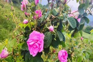 نخستین باغچه گل جهانی صلح در شهر نطنز احداث شد