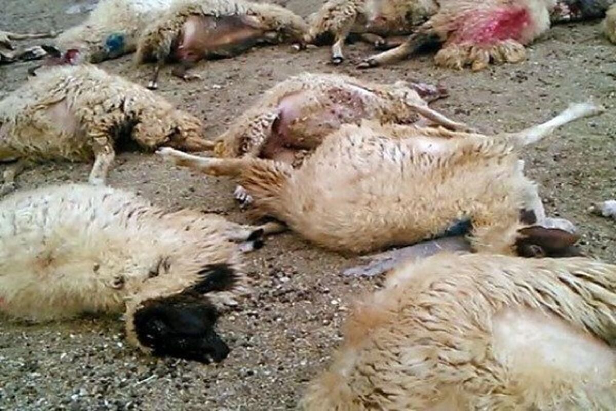 حمله‌ی پلنگ به گله‌ی گوسفندان