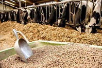 ساخت کارخانه تولید کنسانتره دام ۶۰ هزار تنی در خراسان رضوی