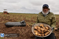 آغاز برداشت سیب زمینی در اردبیل