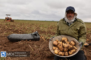 کشت سیب زمینی در شهرستان سلسله ممنوع است