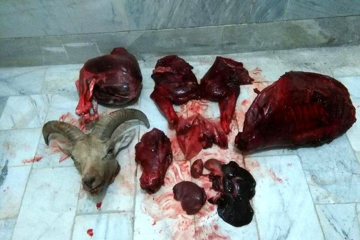 لاشه قوچ وحشی