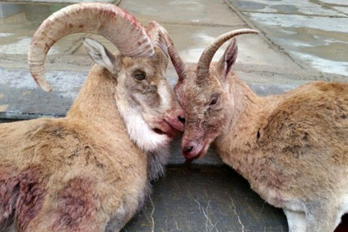 اصفهان- دستگیری شکارچی