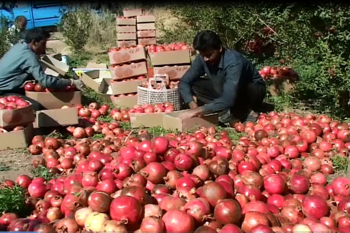 انار در خراسان رضوی