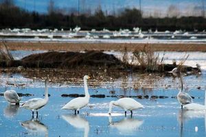 تالابی برای ایجاد منطقه حفاظت شده در فریدونکنار وجود ندارد