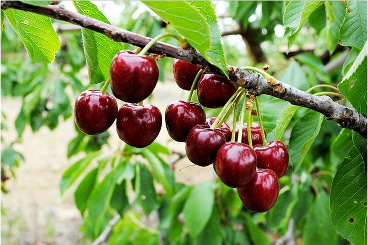 برداشت گیلاس نوبری در تالش