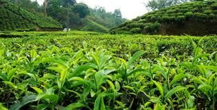 هیچ دستگاه دولتی چای داخلی نمی خرد
