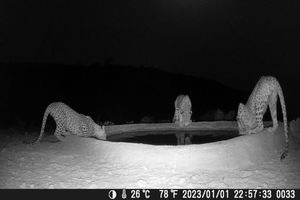 ثبت تصاویر سه پلنگ ایرانی در منطقه شکار ممنوع کوه هوا - لامرد