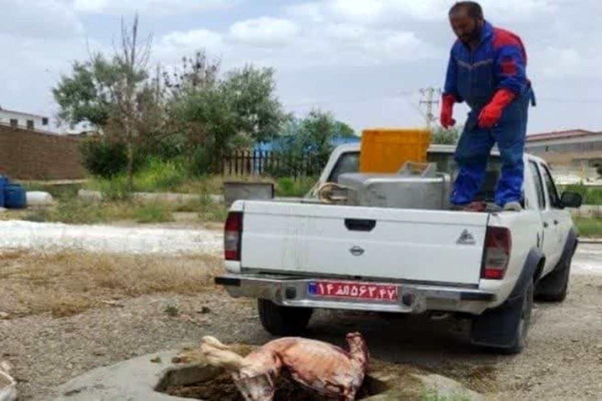 عکس خبر دامپزشکی