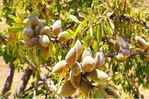 صادرات بادام از محدودیت‌های ایجادشده مستثنی است