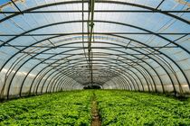 تاکید بر توسعه گلخانه‌ها در برنامه هفتم توسعه/ صادرات ۷۰۰ هزار تن محصولات گلخانه‌ای