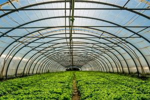 تاکید بر توسعه گلخانه‌ها در برنامه هفتم توسعه/ صادرات ۷۰۰ هزار تن محصولات گلخانه‌ای