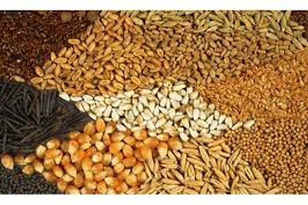 اجرای مصوبه دولت برای ساماندهی واردات و عرضه نهاده‌های دامی آغاز شد