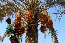 برداشت رطب نوبرانه از نخلستان‌های هرمزگان