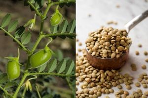 آذربایجان شرقی رتبه نخست تولید عدس کشور