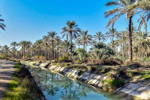 نخلستان‌های شادگان با آب آشامیدنی آبیاری نشود