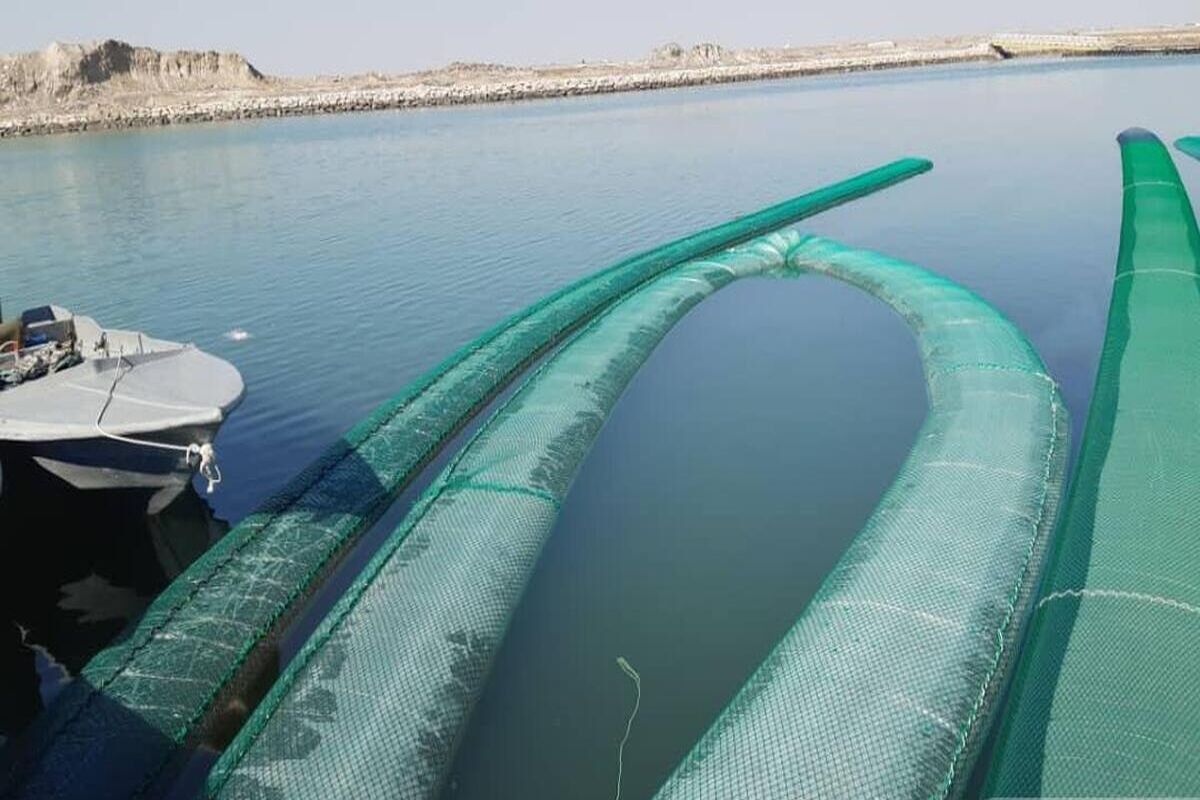 مشک ماری