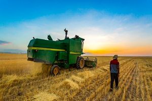 خرید تضمینی گندم  44 درصد افزایش یافته است