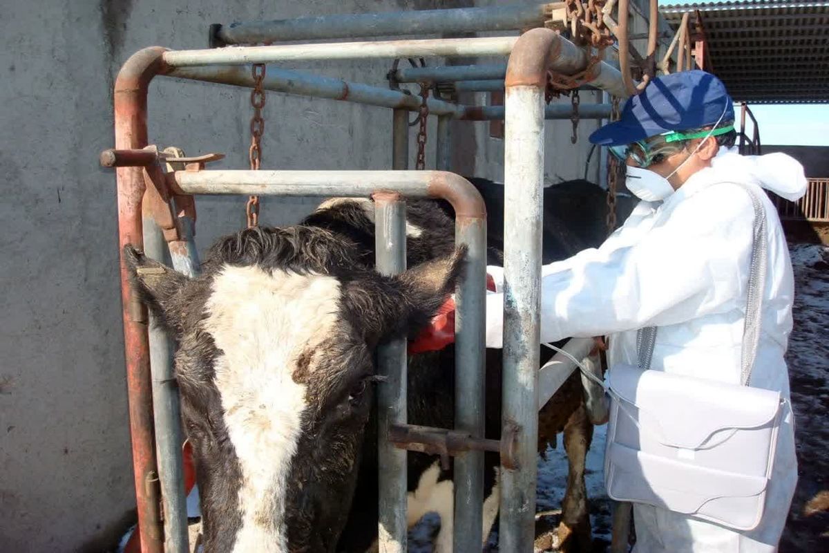 عکس خبر دامپزشکی