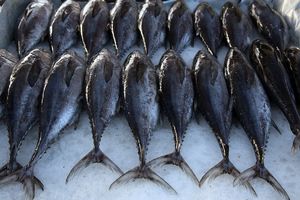 مصرف سرانه گوشت ماهی باید افزایش یابد