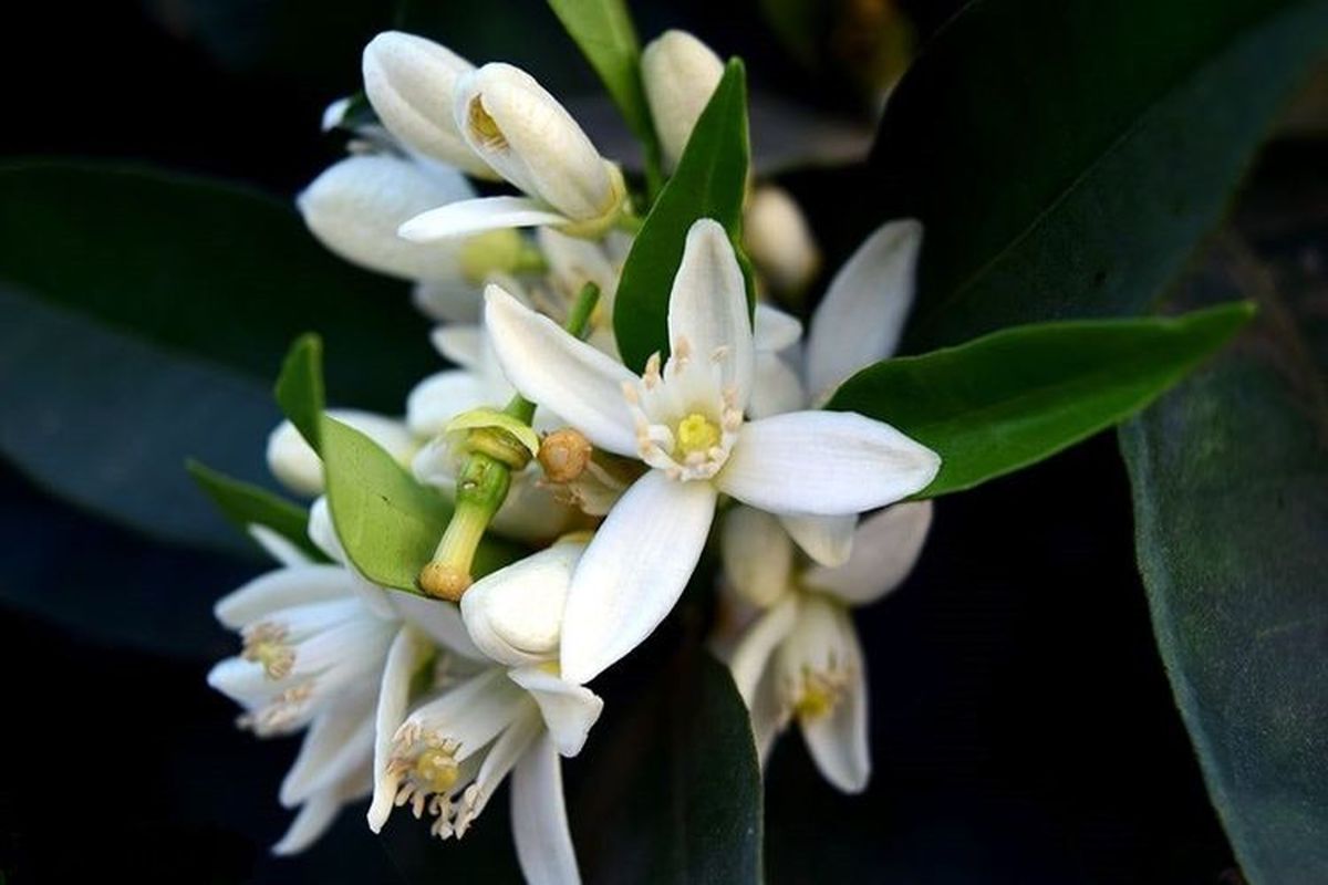 آغاز برداشت بهارنارنج در گیلان 