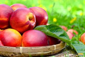اختصاص 4500 هکتار اراضی مازندران به کشت شلیل
