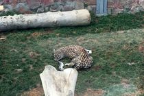 رهاسازی یک قلاده پلنگ ماده در جنگل های سجیدان 