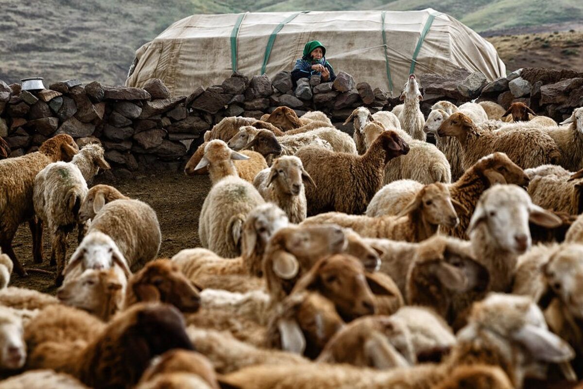 دام