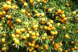 میوه های رسیده و باقیمانده مرکبات هرچه سریعتر برداشت شود