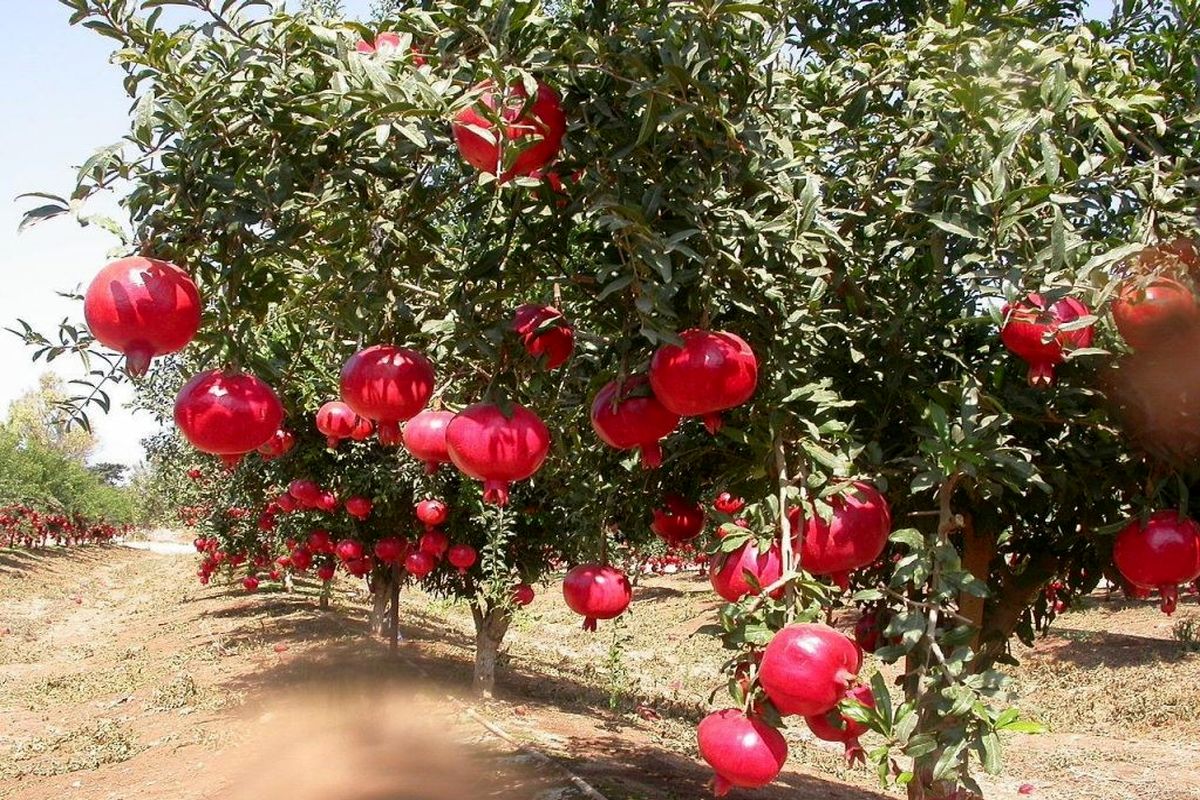  تولید انار سبزوار